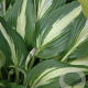 Hosta 'Night Before Christmas' GM P9