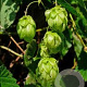 Humulus lupulus GM P9