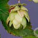 Humulus lupulus GM P9