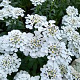 Iberis 'Masterpiece' GM P9 BIO