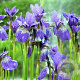 Iris sib. 'Blue King' GM P9