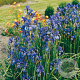 Iris sib. 'Blue King' GM P9