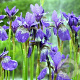 Iris sib. 'Blue King' GM P9