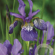 Iris sib. 'Blue King' GM P9
