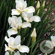 Iris sib. 'White Swirl' GM P9