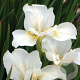Iris sib. 'White Swirl' GM P9