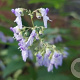 Isodon rubescens GM P9