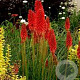 Kniphofia 'Redhot Popsicle' GM P9 BIO
