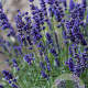 Lavandula ang. 'Munstead' GM P9