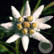 Leontopodium alpinum GM P9