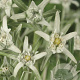 Leontopodium alpinum GM P9