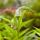 Lysimachia clethroides GM P9