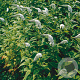Lysimachia clethroides GM P9