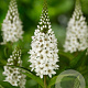 Lysimachia clethroides GM P9