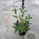 Lythrum sal. 'Robert' GM P9