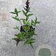 Lythrum sal. 'Robert' GM P9
