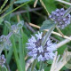 Mentha pulegium GM P9