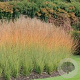 Molinia caerulea 'Heidebraut' GM P9 BIO