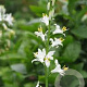 Paradisea lusitanica GM P9