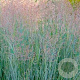 Panicum virgatum 'Prairie Sky' GM P9 BIO