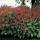 Persicaria a. 'Speciosa' GM P9