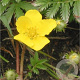 Potentilla anserina GM P9