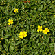 Potentilla neumanniana GM P9