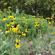 Rudbeckia maxima GM P9 BIO