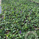 Salvia nem. 'Mainacht' GM P9