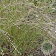 Schizachyrium sc. 'Wild West' GM P9