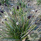 Sesleria heufleriana GM P9