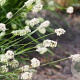Sesleria heufleriana GM P9
