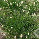 Sesleria heufleriana GM P9 BIO