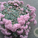 Sedum sieboldii GM P9