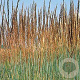 Sorghastrum n. 'Indian Steel' GM P9