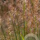 Sorghastrum nutans GM P9 BIO