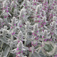 Stachys byzantina GM P9 BIO