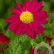 Tanacetum (C) 'Robinson's Red' GM P9