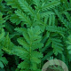 Tanacetum vulgare GM P9