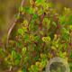 Thymus citriod. 'Aureus' GM P9