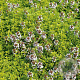 Thymus citriod. 'Aureus' GM P9