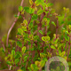 Thymus citriod. 'Aureus' GM P9
