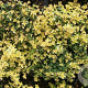 Thymus 'Doone Valley' GM P9 BIO