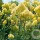 Thalictrum flavum glaucum GM P9 BIO