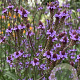 Verbena 'Lavender Spires' GM P9 BIO