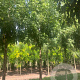Acer s. 'Pyramidale' 20-25 HO draadkluit