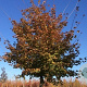 Acer zoeschense 'Annae' 12-14 HO draadkluit