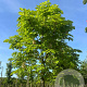 Aesculus hip. 'Baumannii' 18-20 HO draadkluit