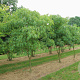 Aesculus mutabilis 'Induta' 600-700 cm draadkluit meerstammig