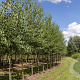 Alnus cordata 14-16 HO draadkluit